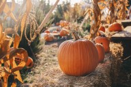 Bennington celebrates arrival of fall with harvest festival