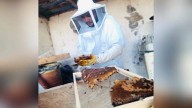 Gobierno de Parral emite medidas preventivas ante presencia de panales de abejas y avispas en la ciudad