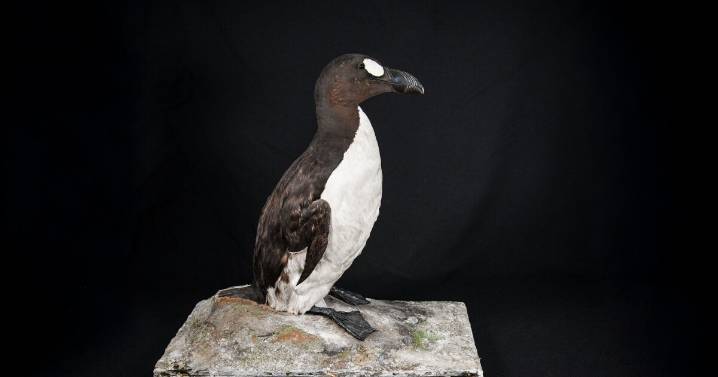 The answer to a 180-year-old mystery was hiding in plain sight at Cincinnati Museum Center