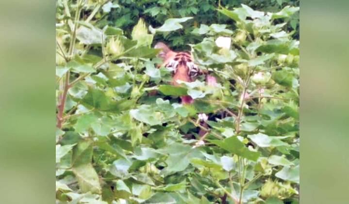 Tiger pugmarks spotted near Adilabad village; farmers panic as big cat sighted in cotton fields
