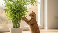 Las cinco plantas ideales para tu casa si tenés gatos