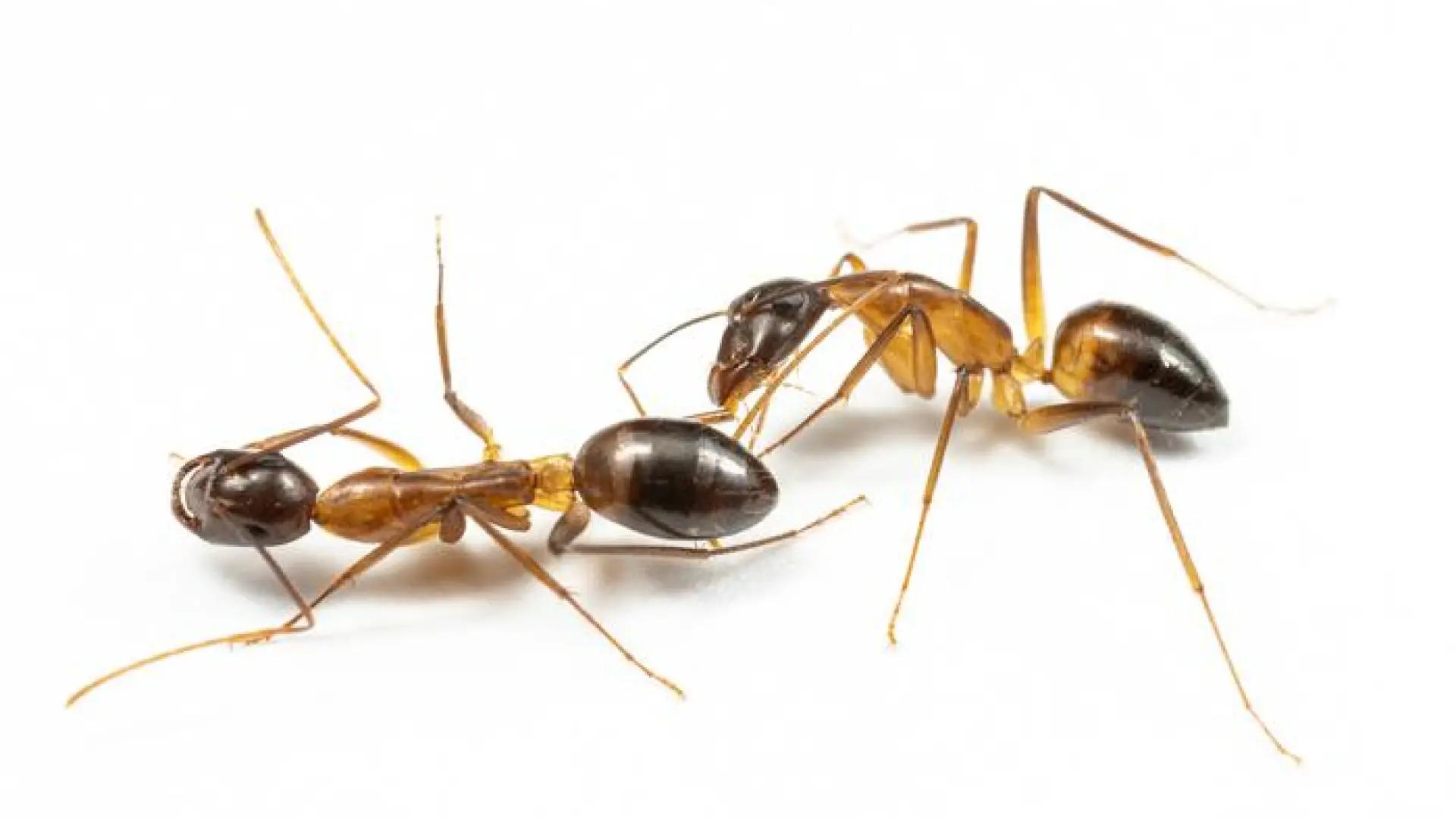 Las hormigas carpinteras amputan patas heridas de sus compañeras para evitar infecciones