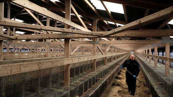 Over 1,000 mink released from Woodbine, Iowa farm by intruder