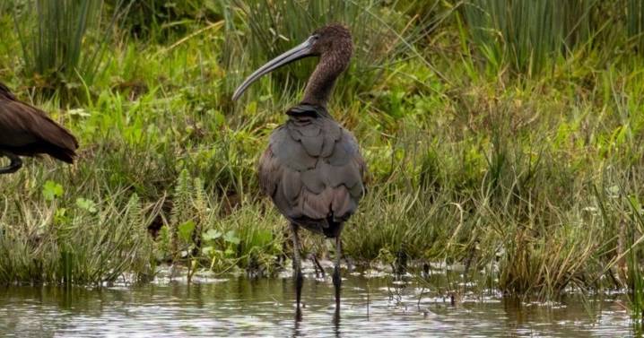 Watch the birdie - rare sighting of feathered friend in Lanarkshire
