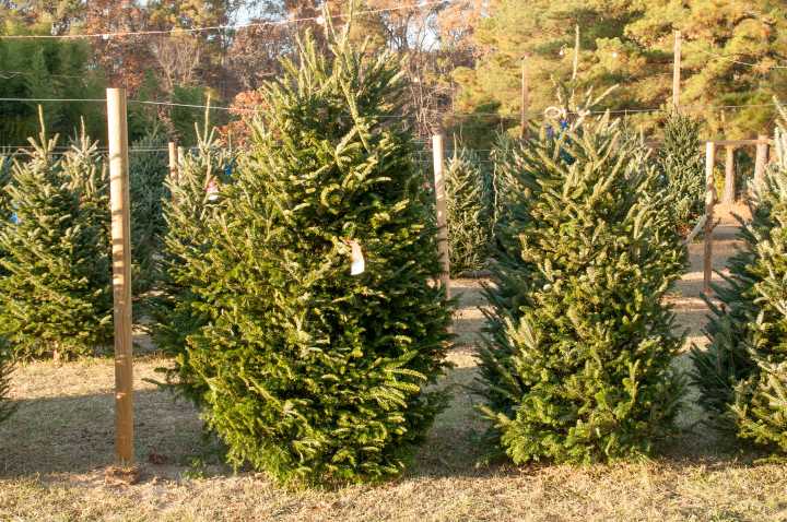 Advierten escasez de pinos navideños por aranceles