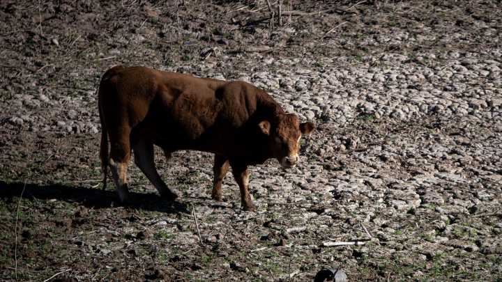 Catalunya empieza a vacunar a más 90.000 animales de Dermatosis Nodular Contagiosa
