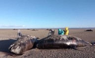 Tierra del Fuego: investigan desde el CONICET el varamiento masivo de 26 orcas