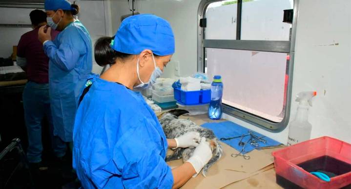 Hermosillo rompe récord con más de 15 mil esterilizaciones de perros y gatos en 2025