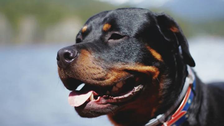 Chandigarh bans Pitbull, Rottweiler and 4 other dog breeds for public safety