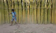 Haryana govt’s Diwali gift to farmers: Hikes sugarcane price to ₹415/quintal