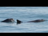 Avistan entre siete y diez vaquitas marinas en el Alto Golfo de California
