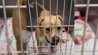 Illinois Dog Spent A Year Watching Others Get Adopted Until One Woman Chose Him