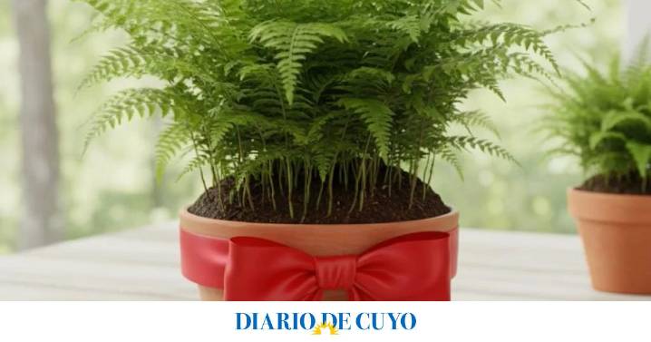 Para qué sirve atar una cinta roja a un helecho según el Feng Shui: cómo y dónde colocarla