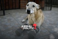 Ley Pay de Limón: perrito mutilado por el crimen encabeza iniciativa contra el maltrato animal