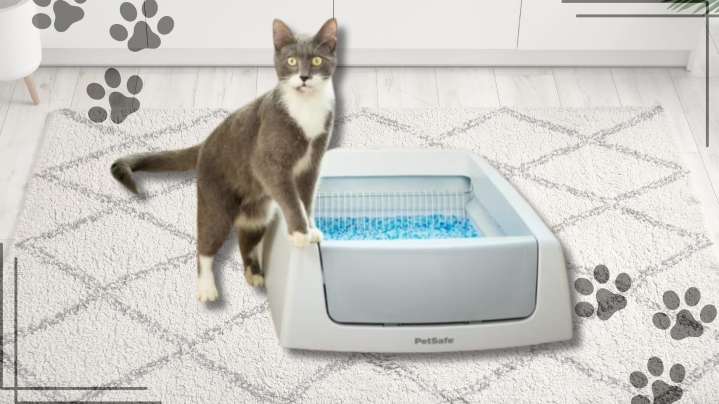 This PetSafe self-cleaning litter box is $40 off at Walmart this week