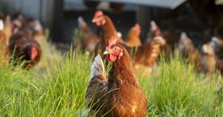 Pennsylvania Revamps Testing for Live Bird Market System