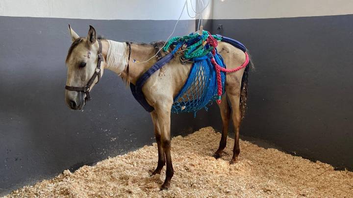 “El caballo se ha convertido en un instrumento del placer humano”