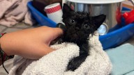 Las protectoras de Elche, en alerta ante la adopción de gatos negros o blancos para ritos y sacrificios de Halloween