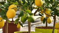 El error que puede arruinar tu limonero: el consejo clave de un experto