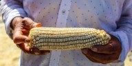 Sader ofrece a maiceros 6 mil 50 pesos por tonelada, crédito y seguro agropecuario