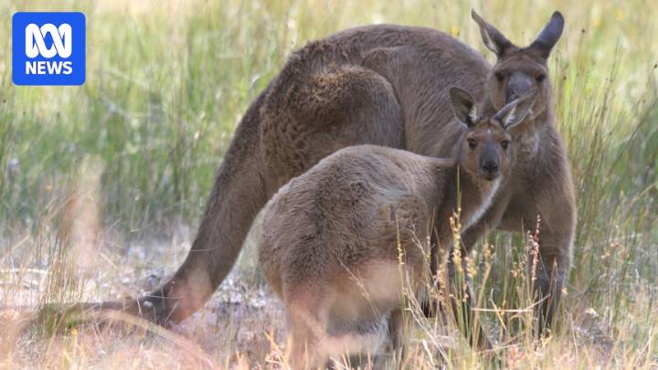 Drought conditions forcing kangaroo mobs to descend on farms, consuming scarce resources
