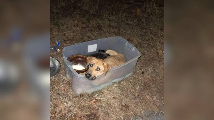 South Carolina Rescuers Save Mama Dog And Her Three Vulnerable Puppies Left In A Plastic Bin