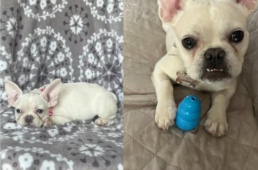 Saratoga Springs PD asks for help to find possibly stolen dog