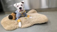 ‘Pause for Pets’: Take a moment to meet Ollie!