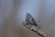 Escuchar el canto de los pájaros reduce el estrés y mejora la salud mental