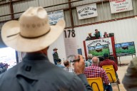 Trump is crapping on cattle ranchers