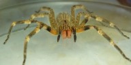 ¿Hay riesgo de que la peligrosa araña de los bananos llegue al AMBA?