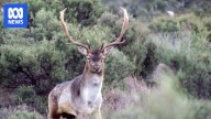First survey in five years shows feral deer population boom in Tasmania
