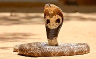 CoBRA Jawan Dies Of Snakebite During Anti-Maoist Operations In Jharkhand
