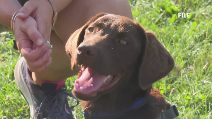 Maine official resigns following comfort dog's death amid animal cruelty charge