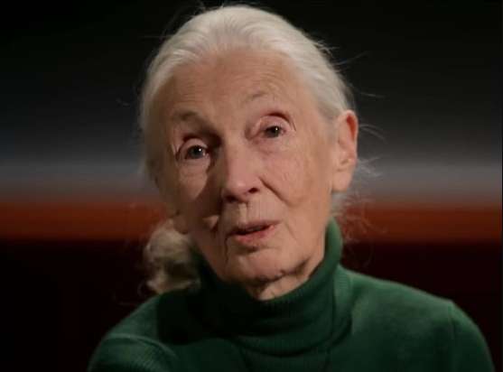 🚀 “De la selva al espacio: el nuevo sueño ecológico de Jane Goodall”
