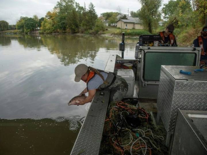 Americans, Canadians unite in battling invasive carp