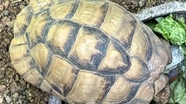 Stolen endangered tortoises found dumped in park an hour from Indianapolis