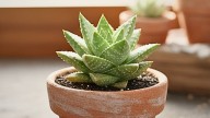 Fáciles de cuidar: 5 plantas pequeñas que no necesitan casi riego y decoran la casa