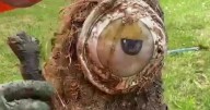 Kevin the Minion flushed down toilet blocks drain for neighborhood