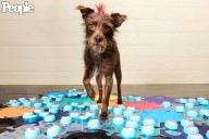 World’s Cutest Rescue Dog Winner Bastian Rescued from Hurricane Before Adoption (Exclusive)