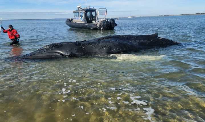 Stranded humpback whale dies after being found on sandbar off the Jersey Shore
