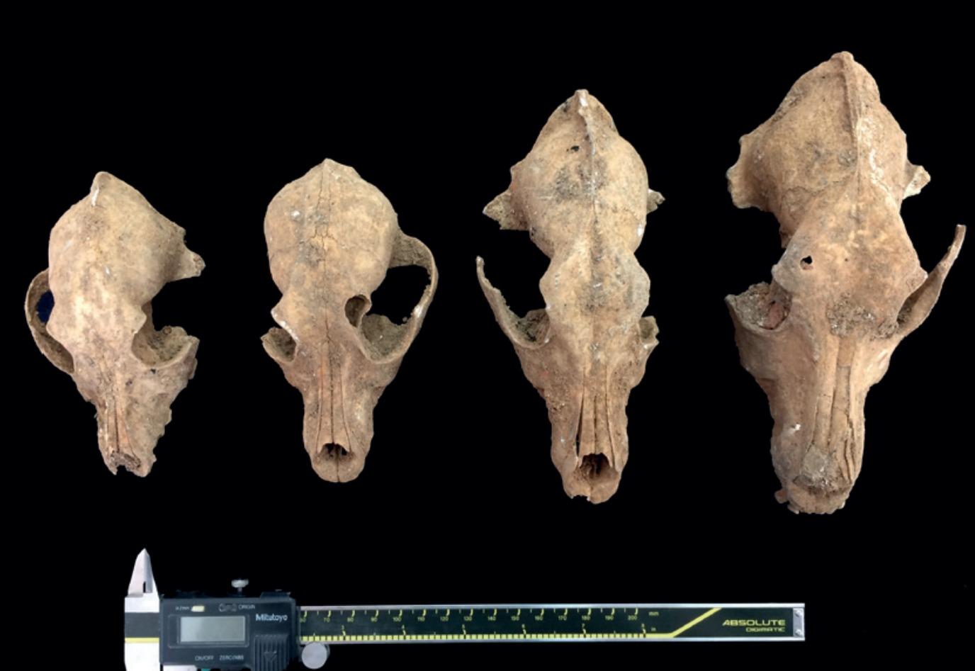 El Museo Arqueológico Provincial de Badajoz celebra el V Ciclo de Conferencias 'Otoño Arqueológico' para acercar el patrimonio al público