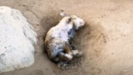 California Woman Finds A Forgotten Pet, But The Real Shock Comes Days Later