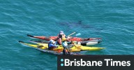 Stunning footage shows kayakers close encounter with great white