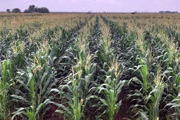 Sube importación de sorgo ¡2,728%!
