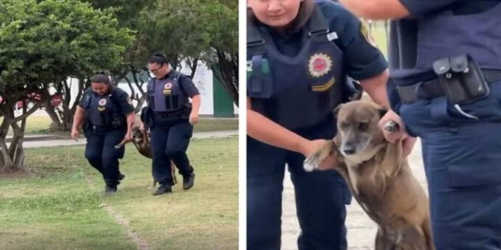 Un perro se negó a ir a vacunarse y terminó “arrestado”