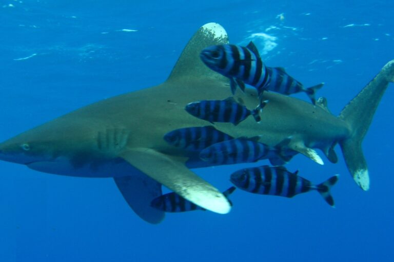 Mexico adopts protections for Atlantic sharks