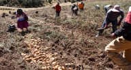 Agricultura: ¿cadenas productivas en descuido? Desde data desfasada hasta cooperativas sin “poder”