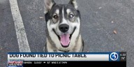 Animal control officers looking for owner of dog left tied to picnic table
