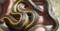 A state snake and shrub? Meet California’s newest designated state symbols
